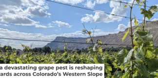 Colorado’s $3.9 billion wine industry is threatened by a tiny aphid. Courtesy of Charlotte Oliver